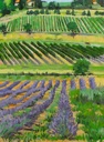 Vineyards and Lavender