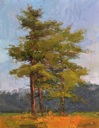 Pine Trees