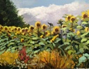 Sunflower Sky