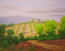 Chianti Vineyards under Summer Skies