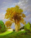 Late October Sycamore
